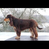 Cocker Spaniel (Working &amp; Show)