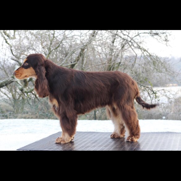 Cocker Spaniel (Working &amp; Show)