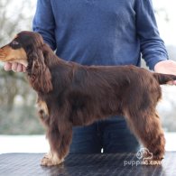 Cocker Spaniel (Working & Show)