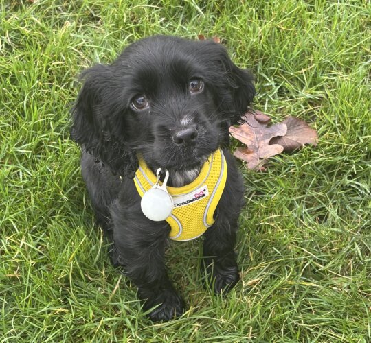 Cocker Spaniel (Working &amp; Show)