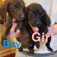 Cocker Spaniel (Working & Show) - Both