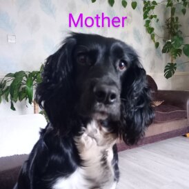 Cocker Spaniel (Working &amp; Show) - Both