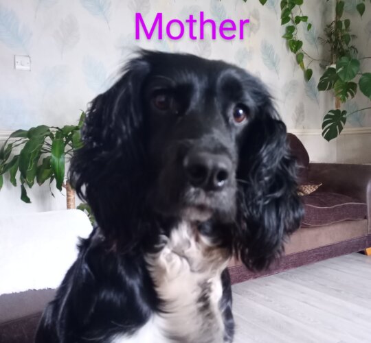 Cocker Spaniel (Working &amp; Show)