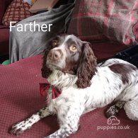 Cocker Spaniel (Working & Show) - Both