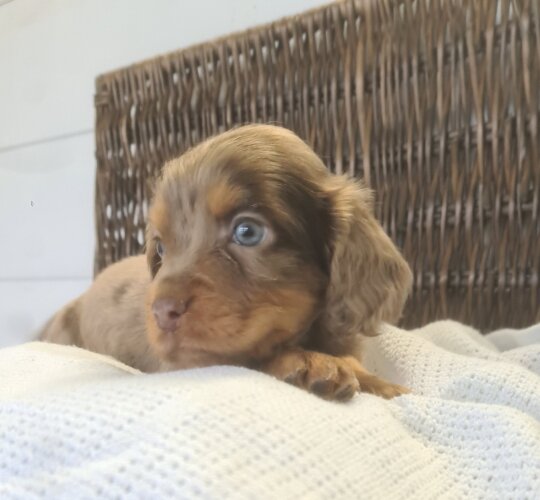 Cocker Spaniel (Working &amp; Show)