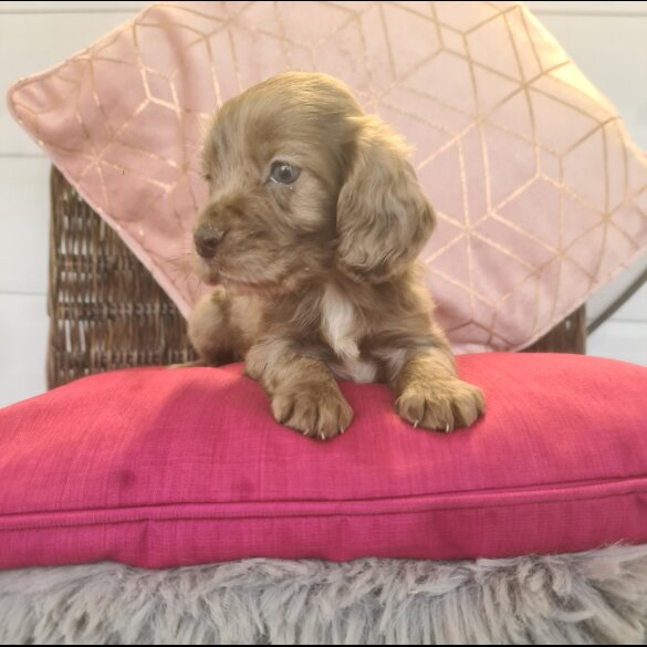 Cocker Spaniel (Working &amp; Show) - Both