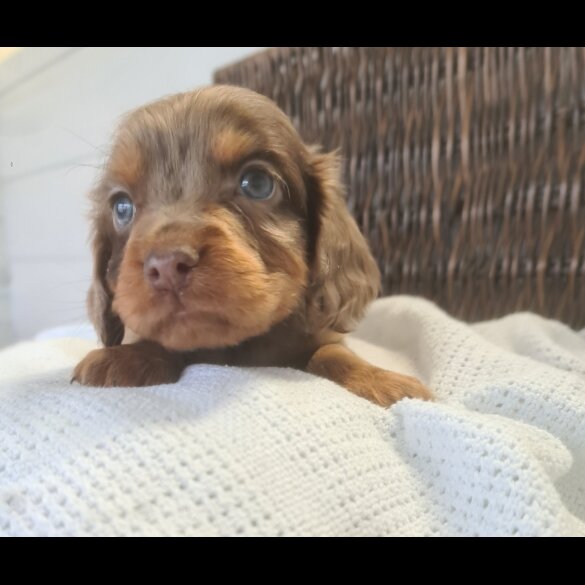 Cocker Spaniel (Working &amp; Show) - Both