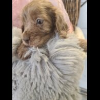 Cocker Spaniel (Working &amp; Show) - Both