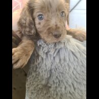 Cocker Spaniel (Working &amp; Show) - Both