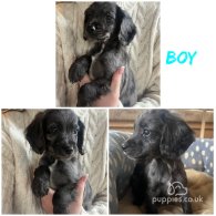 Cocker Spaniel (Working & Show) - Both