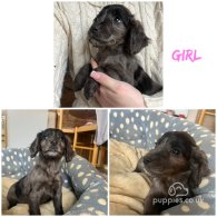 Cocker Spaniel (Working & Show) - Both