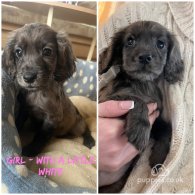 Cocker Spaniel (Working & Show) - Both