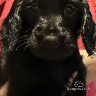 Cocker Spaniel (Working & Show) - Both