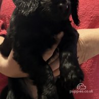 Cocker Spaniel (Working & Show) - Both