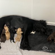 Cocker Spaniel (Working & Show) - Both