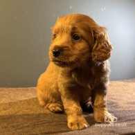 Maltipoo - Both