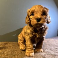 Maltipoo - Both