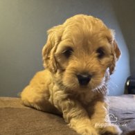 Maltipoo - Both