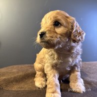 Maltipoo - Both