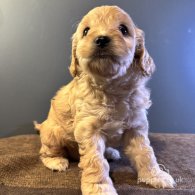 Maltipoo - Both