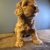 Maltipoo - Both