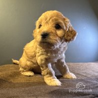 Maltipoo - Both