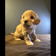 Maltipoo - Both