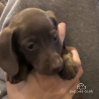 Dachshund (Standard & Miniature) - Both