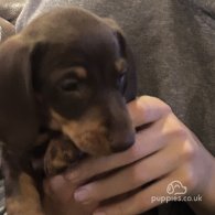 Dachshund (Standard & Miniature) - Both