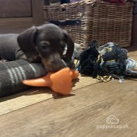 Dachshund (Standard & Miniature) - Both