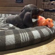 Dachshund (Standard & Miniature) - Both