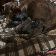 Dachshund (Standard & Miniature) - Both