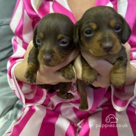 Dachshund (Standard & Miniature) - Both