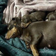 Dachshund (Standard & Miniature) - Both