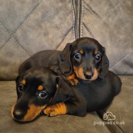 Dachshund (Standard & Miniature) - Both