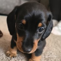 Dachshund (Standard & Miniature) - Both