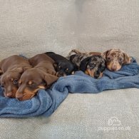 Dachshund (Standard & Miniature) - Both