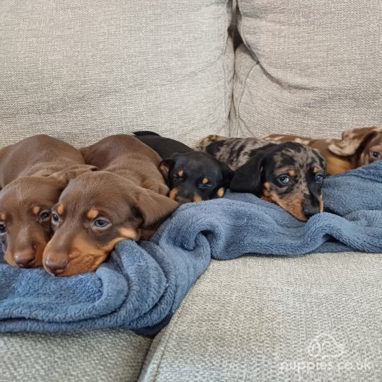 Dachshund (Standard & Miniature) - Both