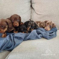 Dachshund (Standard & Miniature) - Both