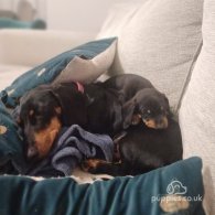 Dachshund (Standard & Miniature) - Both