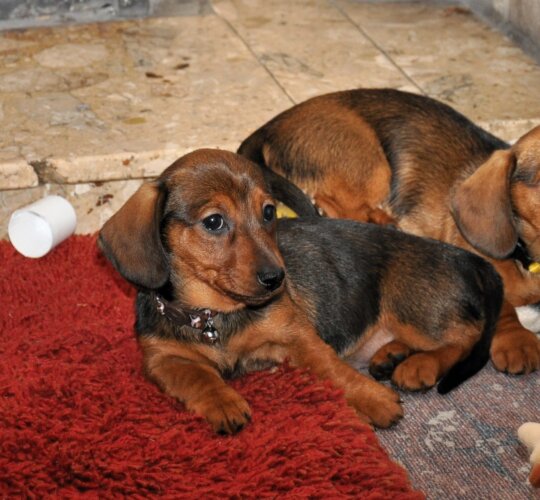 Dachshund (Standard &amp; Miniature)