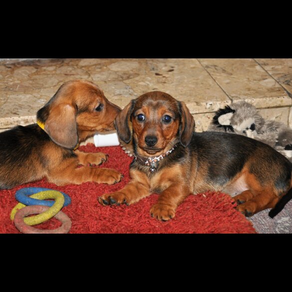 Dachshund (Standard &amp; Miniature) - Both