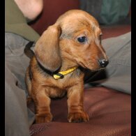 Dachshund (Standard &amp; Miniature) - Both