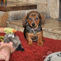 Dachshund (Standard & Miniature) - Both