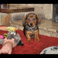 Dachshund (Standard &amp; Miniature) - Both