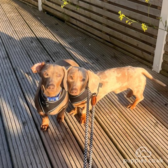 Dachshund (Standard & Miniature)