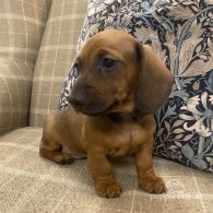 Dachshund (Standard & Miniature) - Both