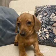 Dachshund (Standard & Miniature) - Both