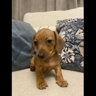 Dachshund (Standard &amp; Miniature) - Both