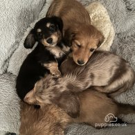 Dachshund (Standard & Miniature) - Both